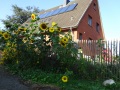 Sommer